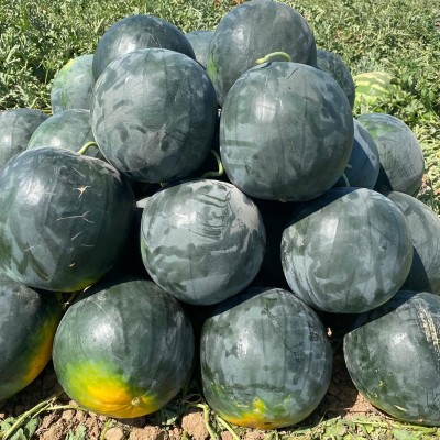 Pamela F1 Çekirdeksiz Karpuz Tohumu