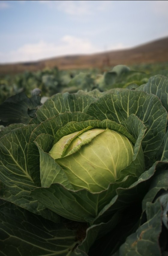 Cabbage Seeds