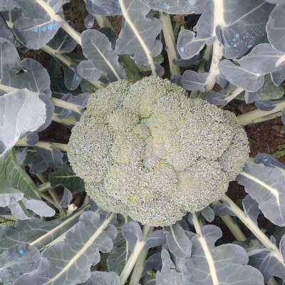 Wisdom F1 Broccoli Seed