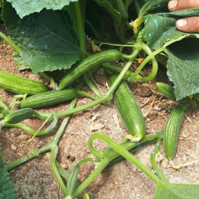 Rolo F1 Field Cucumber Seed