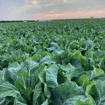 Ilkkar F1 Cauliflower Seed