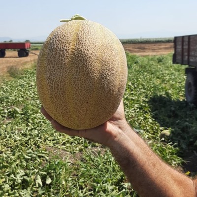 Eylül F1 Galia Melon Seed