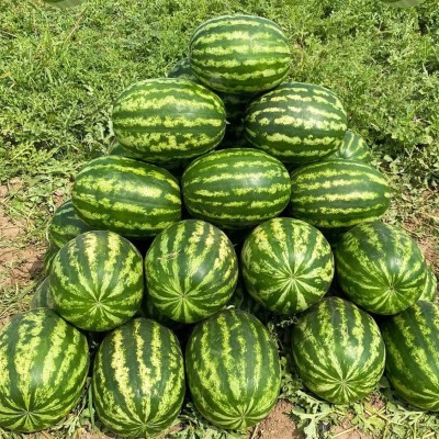 Joker F1 Karpuz Tohumu