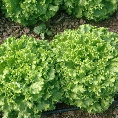 Poyraz Lettuce Seed