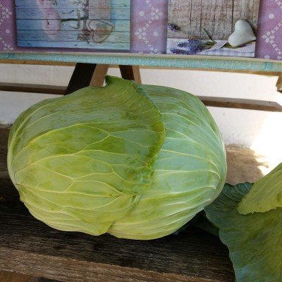 Platoon F1 Cabbage Seed