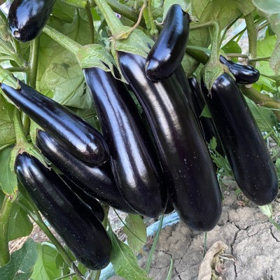 Kariyer F1 Eggplant Seed
