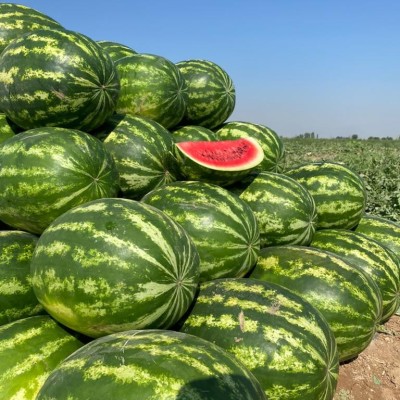 Miralay F1 Karpuz Tohumu