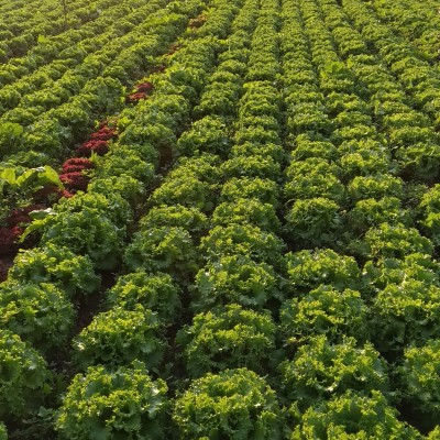 Ruzgar Lettuce Seed