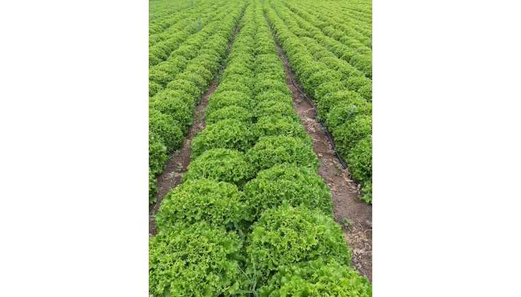 Lettuce Seeds