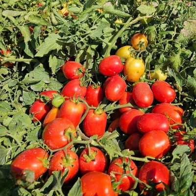 GNT 4201 F1 Sanayi Domatesi Tohumu