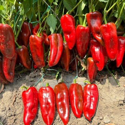 Rampa F1 Capia Pepper Seed