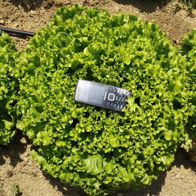 Sürpriz Marul Tohumu