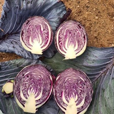 Stampa F1 Red Cabbage Seed