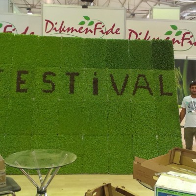 Festival Marul Tohumu