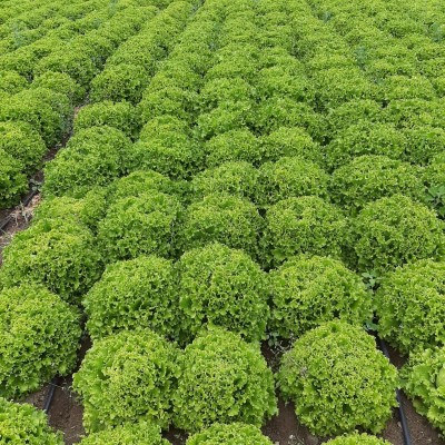 M63 Lettuce Seed